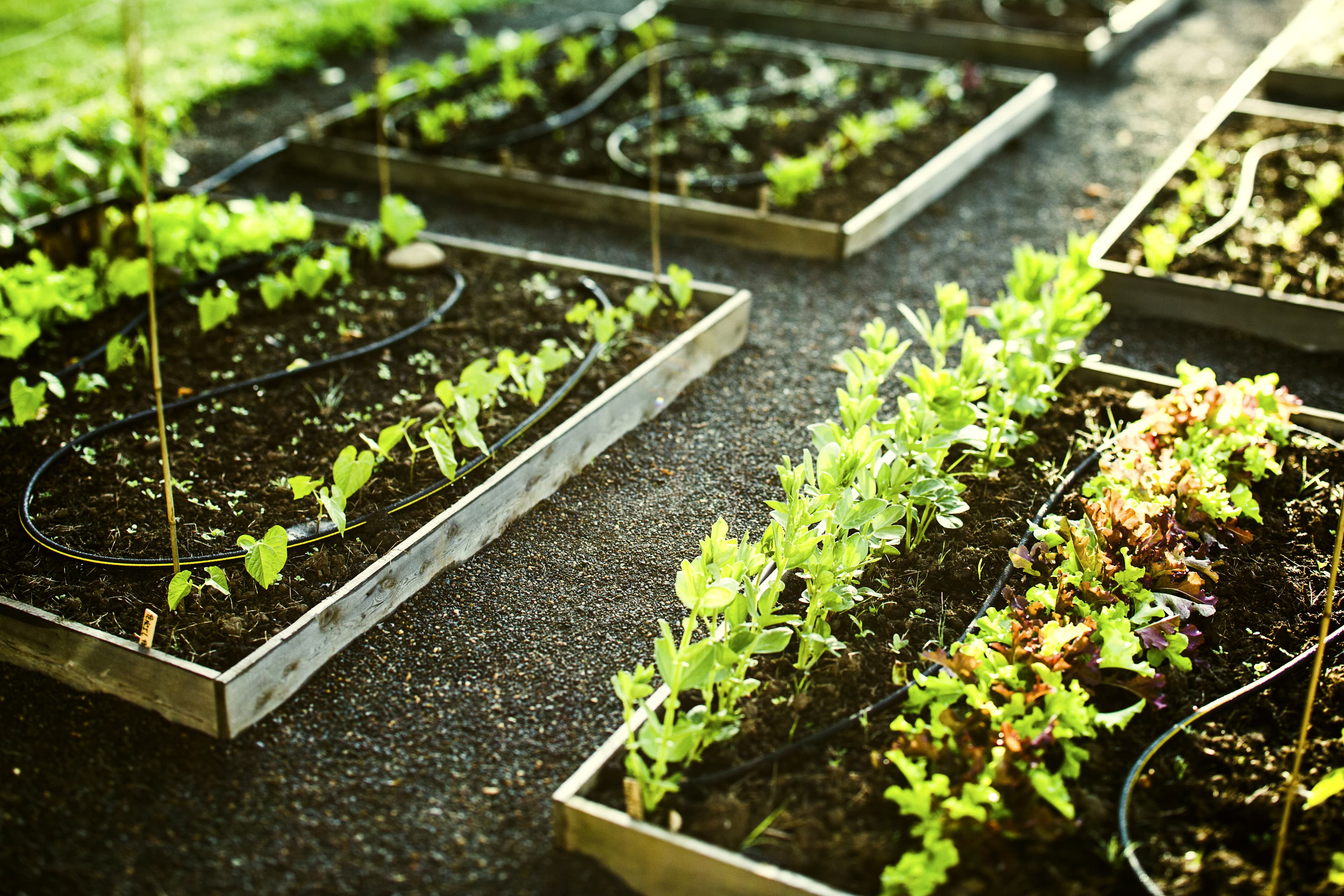 Hands working in a vegetable garden